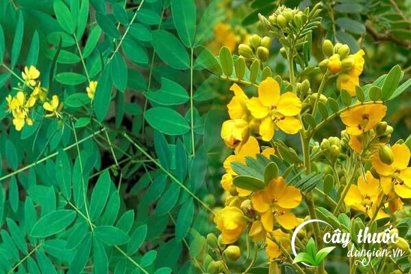 Phan tả diệp hay còn gọi là cây hiệp diệp, tiêm diệp là một loại cây dược liệu được sử dụng làm thuốc trong Đông y.